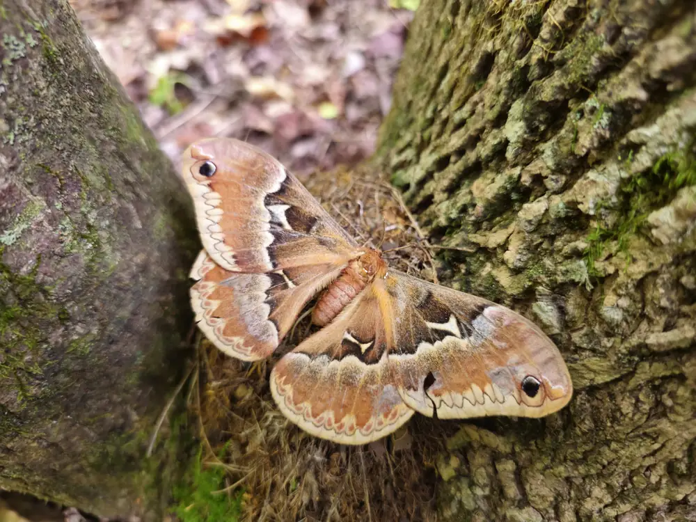 Wildlife on the private nature preserve at Raven's Retreat Hocking Hills