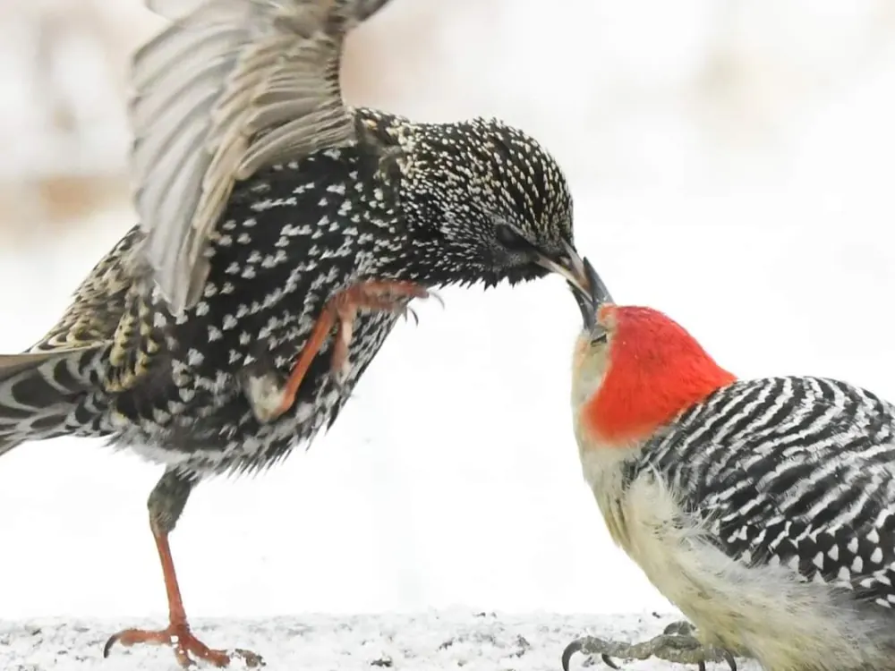 A starling and a red-bellied woodpecker meeting in the snow on the preserve at Raven's Retreat
