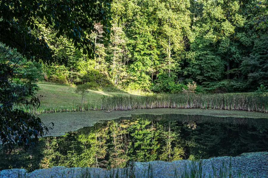 Guest sitting quietly beside the forest creek during a nervous-system reset session at Raven’s Retreat