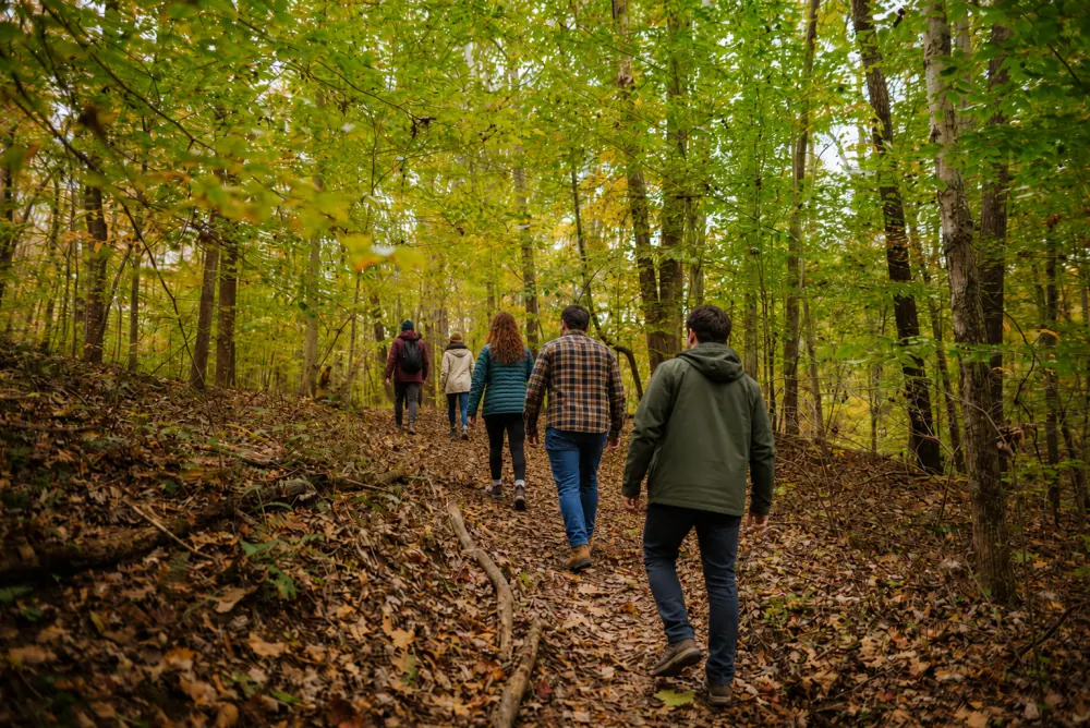 A corporate team walking a forest trail in autumn during a group forest bath