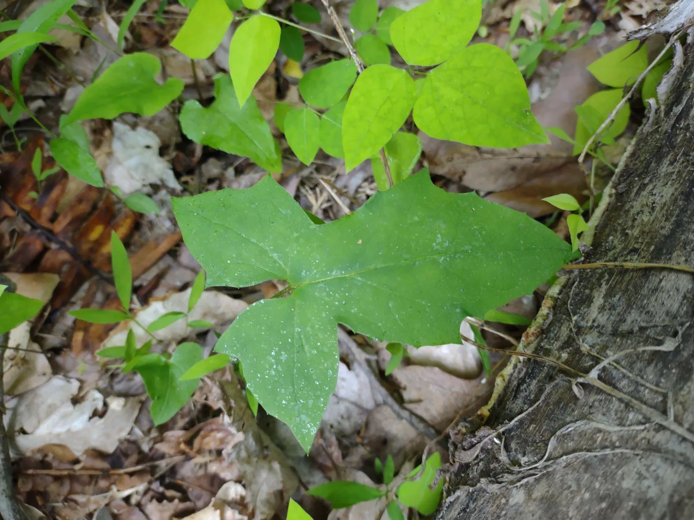 Native Appalachian plant growing on the forest floor at Raven’s Retreat Hocking Hills