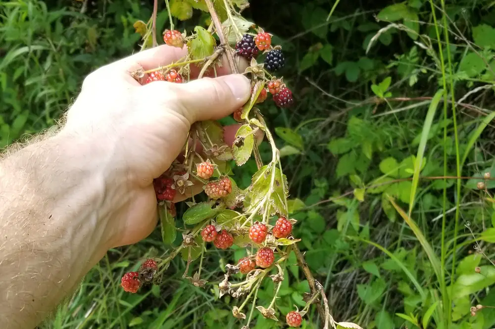 Wild foraging at Raven’s Retreat Hocking Hills