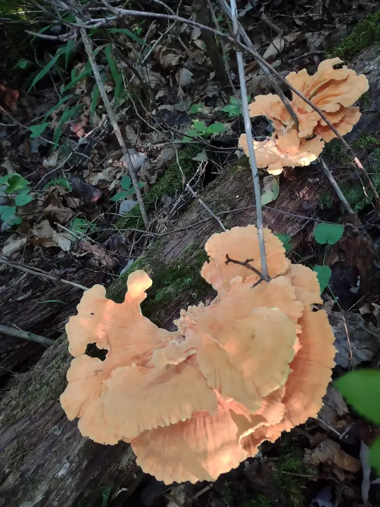 Wild foraging at Raven’s Retreat Hocking Hills