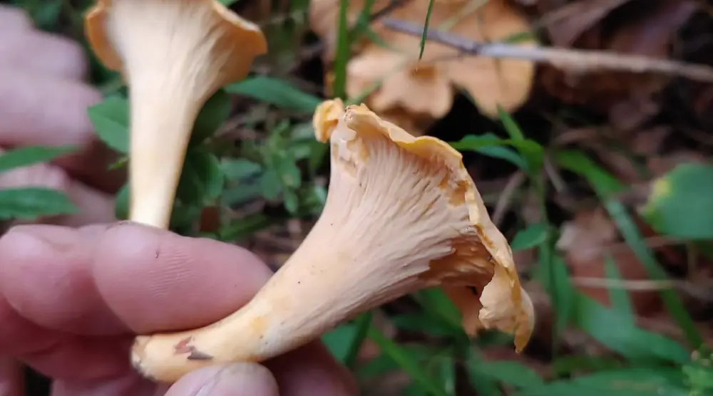 Wild foraging at Raven’s Retreat Hocking Hills
