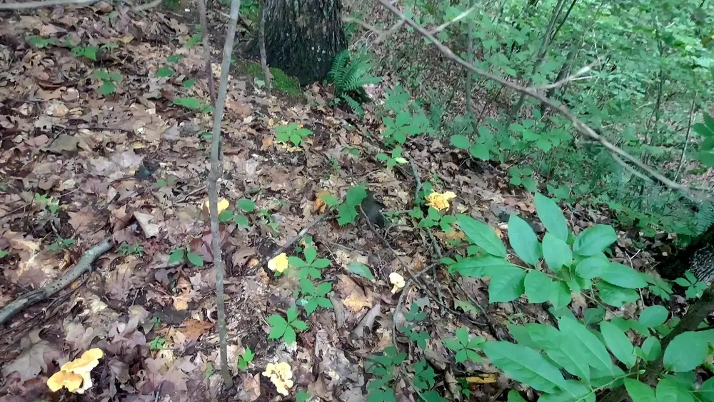 Wild foraging at Raven’s Retreat Hocking Hills