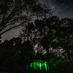 eco-friendly pollinator night sky view